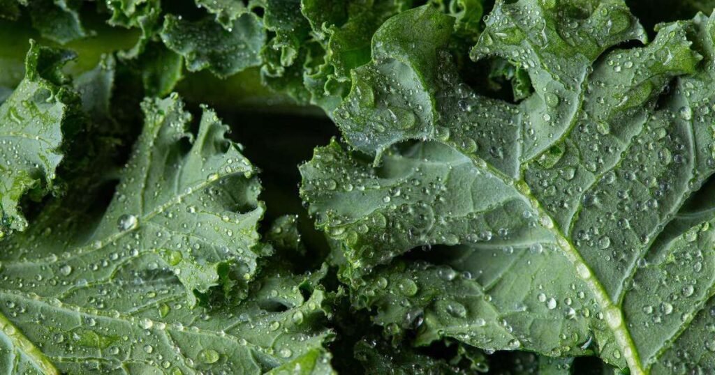 Prato colorido com alimentos ricos em fibras como feijão, brócolis e aveia