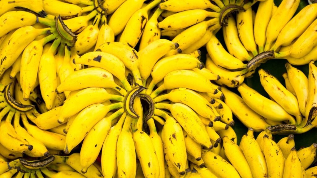 Variedades de bananas, incluindo banana prata, nanica, caturra e da terra, dispostas sobre uma mesa