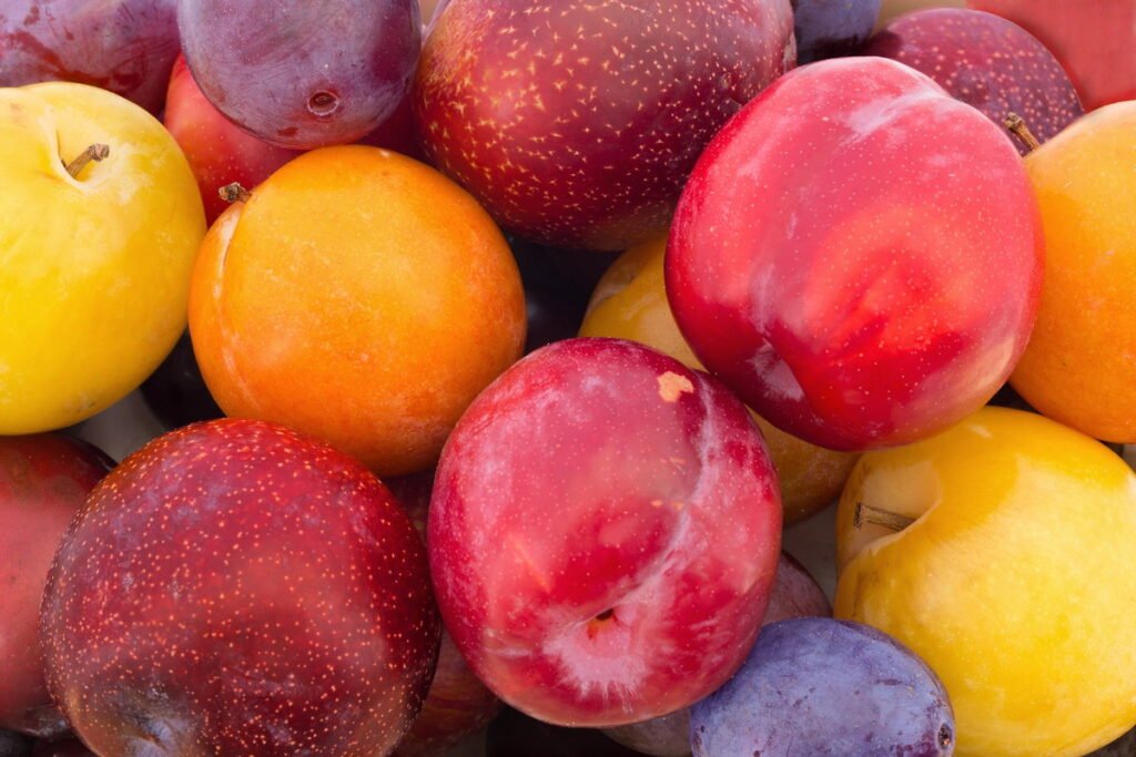 Uma variedade de ameixas coloridas, incluindo ameixa amarela, vermelha e preta, em uma mesa de madeira